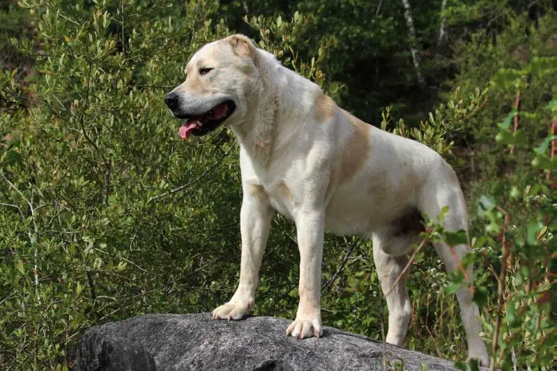 ARYSTAN ALGA KANAGAT aka KHAN