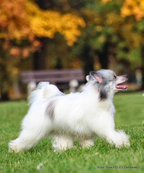 Unbelievable Thorgal Rosa Thea FCI