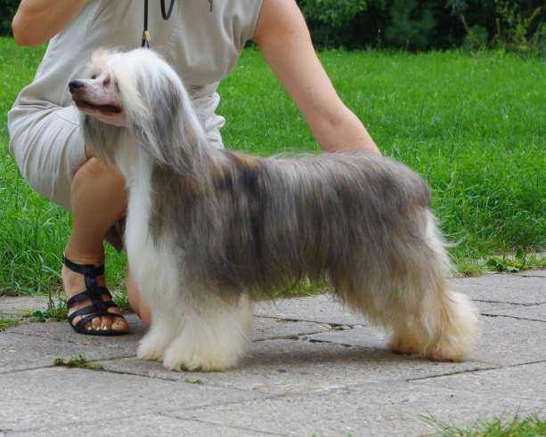 Sea Fire's Gandalf