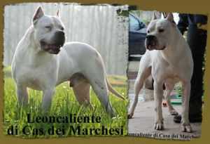 LEONCALIENTE DI CASA DEL MARCHESI