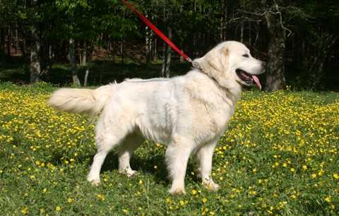 Riverbend's Aspen