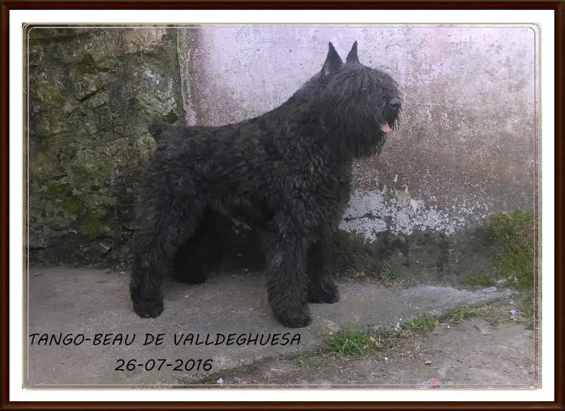 Tango-Beau de Valldeghuesa