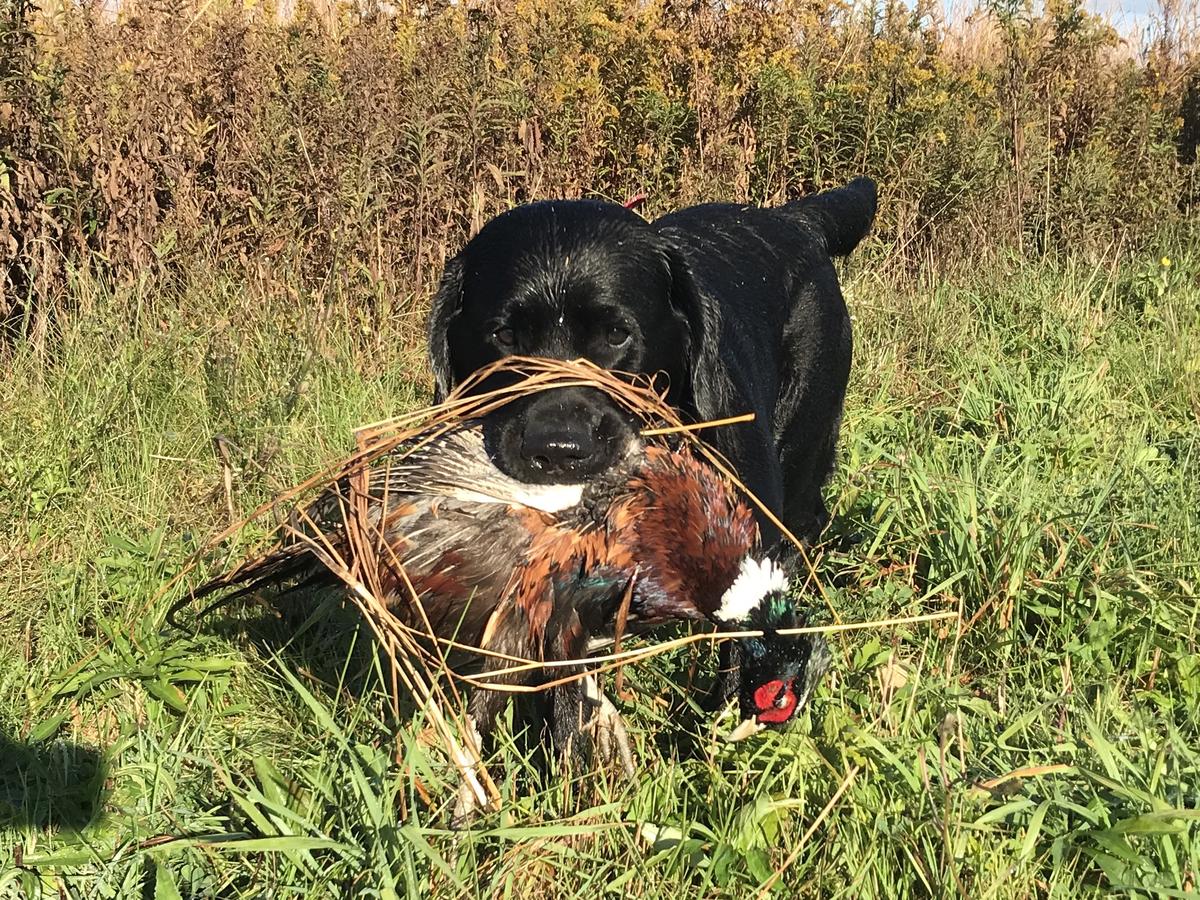 Home Brew's Lord Bergamot Black Tea