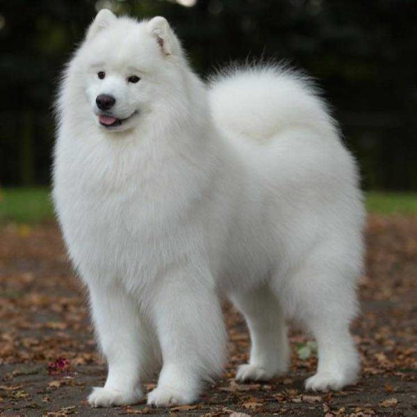 Vandreem samoyeds shop