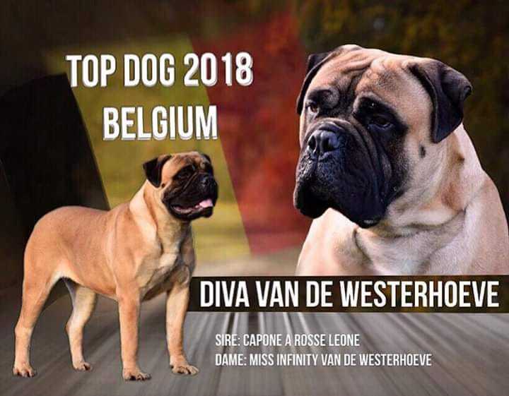 PERFECT DIVA VAN DE WESTERHOEVE