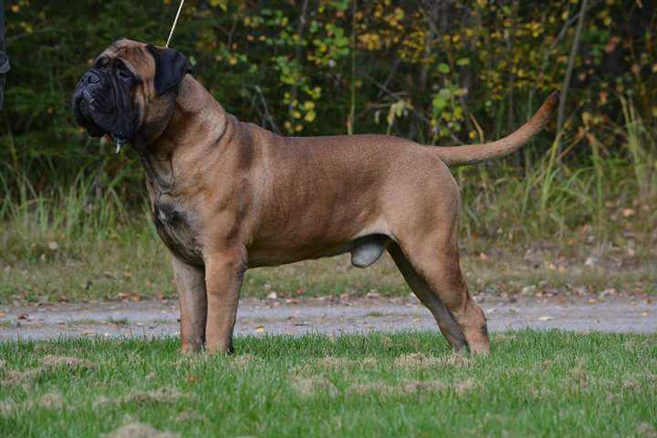 capone a rosso leone