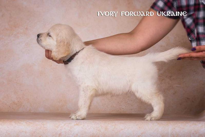 IVORI FORWARD UKRAINE
