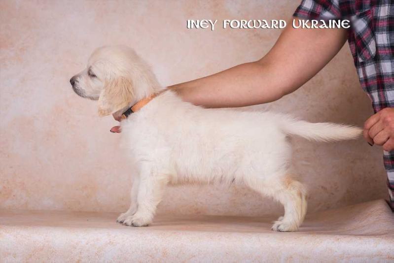 INEY Forward Ukraine