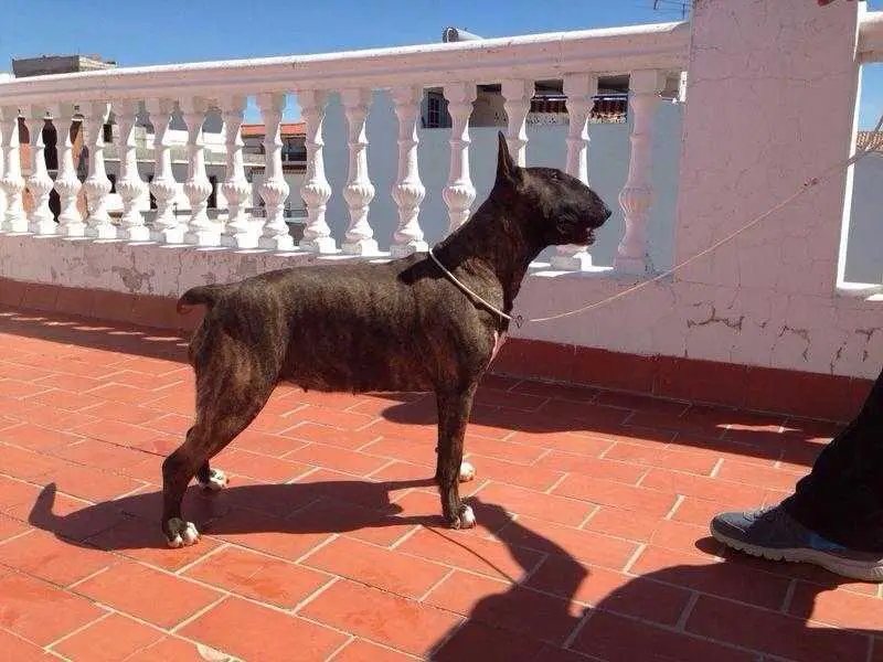 iris de amaissbull