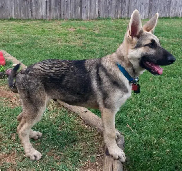 Jagermeister sales german shepherds