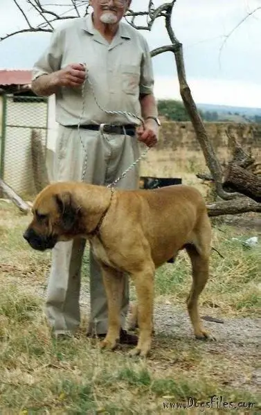 Kema's Brutus