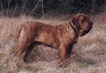 31 BUBBA II DO ESHABETA II