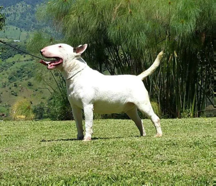 Lord White Ruffian