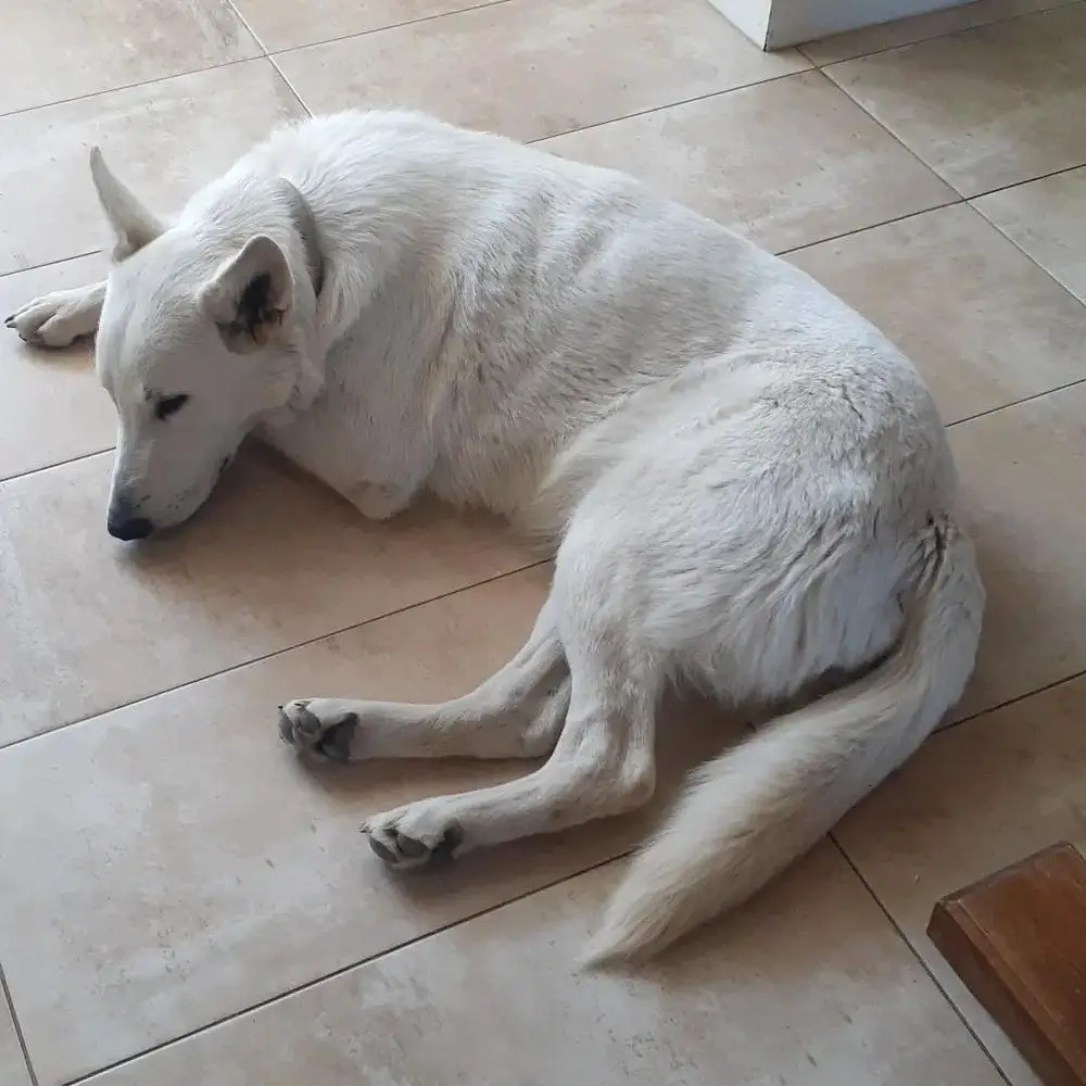 DONCAN WHITE LEYLA