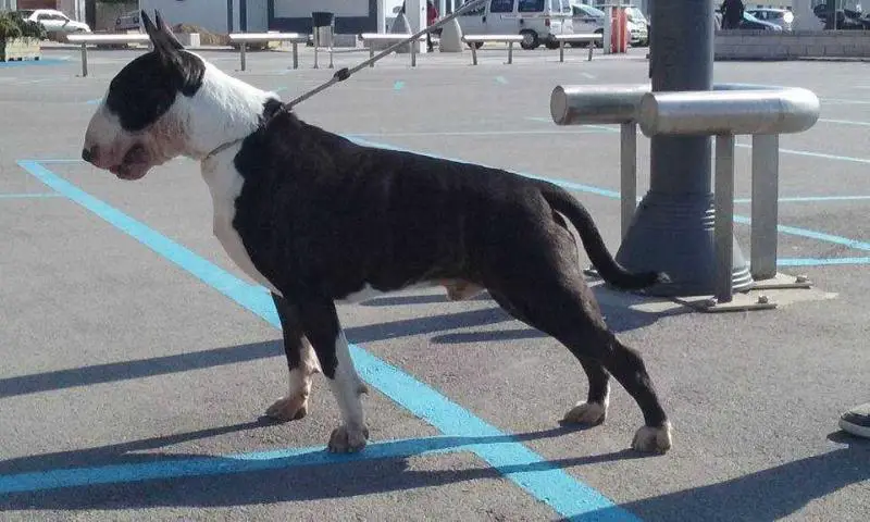 YesBull Neil Barrett