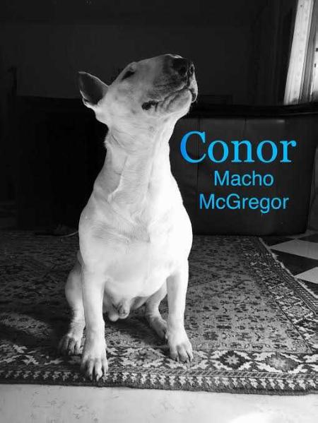 Conor Macho McGregor de la Gran Misae