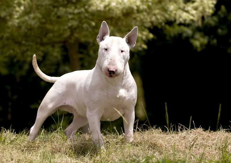 Gran Misae Garlick de Thud & Cuddles