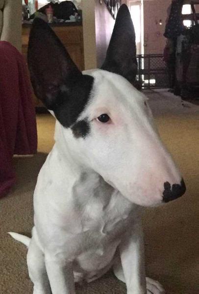 Cruella de Vil's new fancy