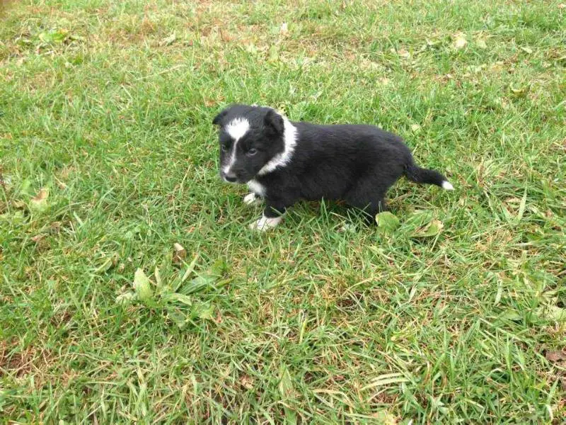 Skunk