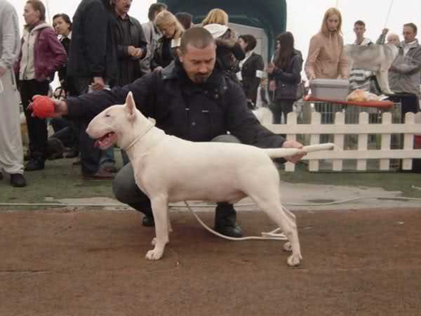 Extreme Cannibal Bullystar