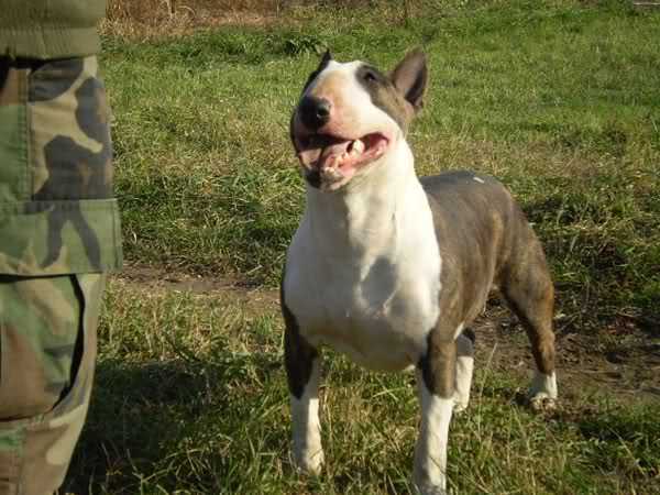 C-NO ONE LIKE ME BULLY STAR