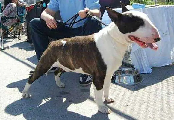 HECTOR TROJAN WARRIOR BULLYSTAR