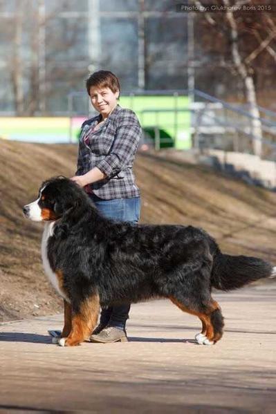 Sennenhund Rossii Zhoker