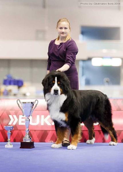 Sennenhund Rossii Kriskent