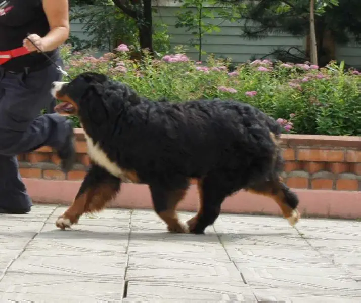 Terra De Bern Vetta For Sennenhund Rossii