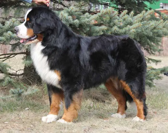 Sennenhund Rossii Ferdinand