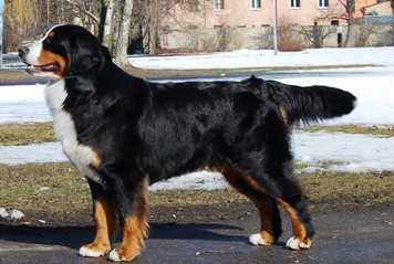 Sennenhund Rossii Alberta