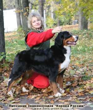 Zhaklin Feser Sennenhund Rossii