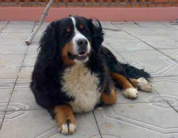 Sennenhund Rossii Pallada Afina