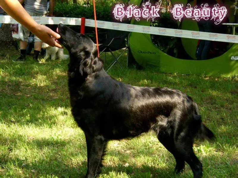 BLACK BEAUTY (HAJNAL STAR)