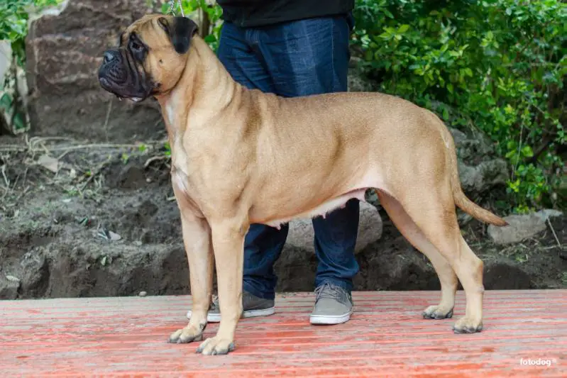 Egeria Zimowa Aura