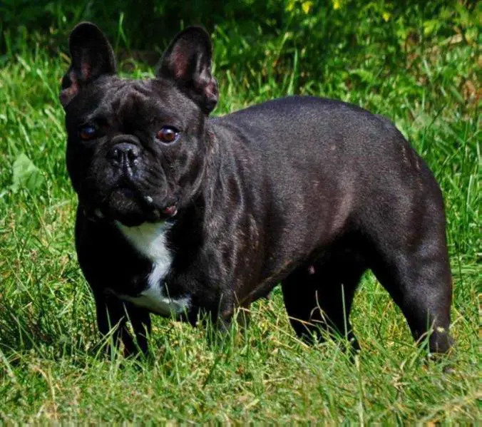 Kleine Keizer BLACK DIAMOND