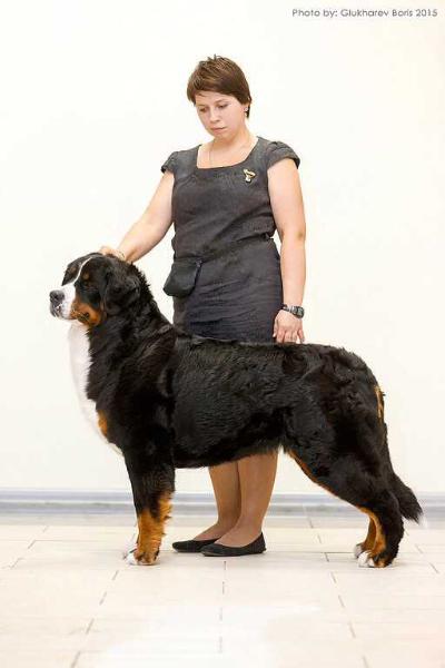 Sennenhund Rossii Shakira