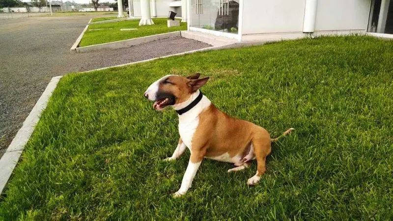 JB Bullterriers Batuke at Monares