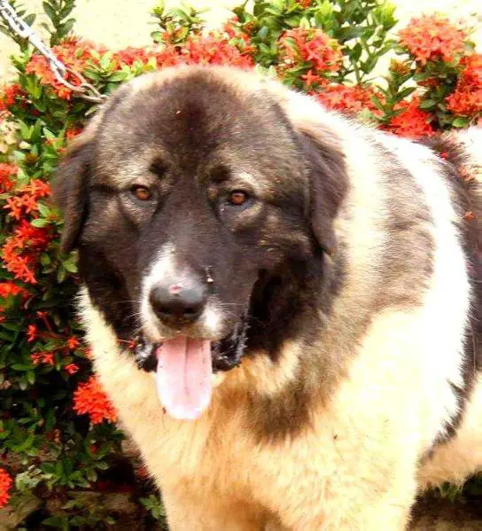 Attyla de Gorun Caucaz