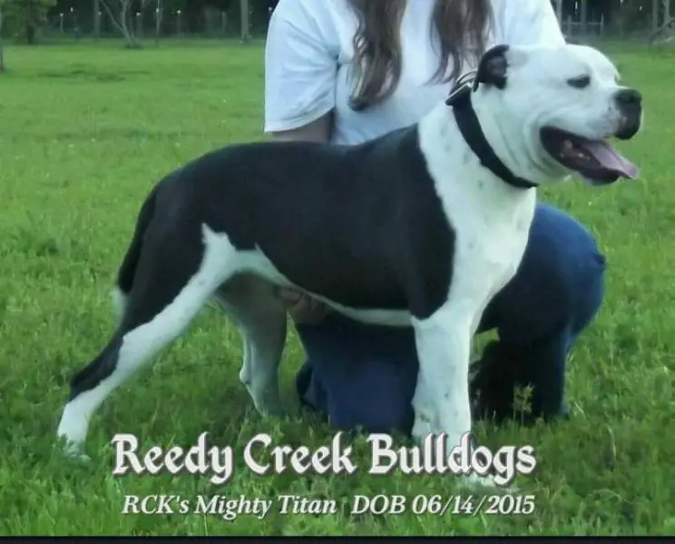 RCK's Mighty Titan