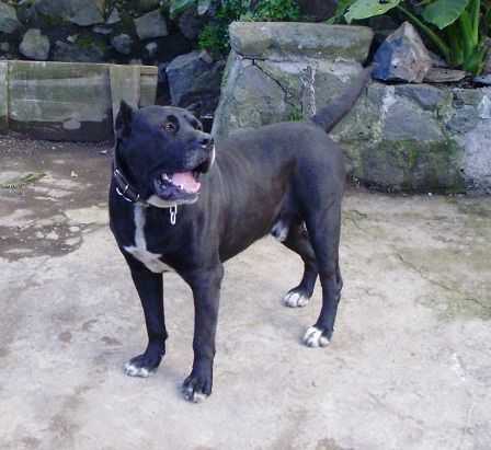 Mokan de Ricardo