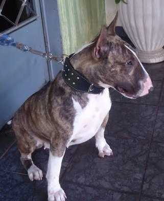 Americanbull  Troia