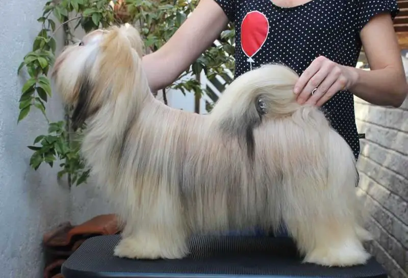 RMoretto Cane Chloe