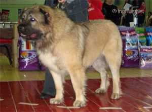 	RUSSKII RAZMER