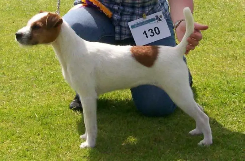 Rushden Show Stopper