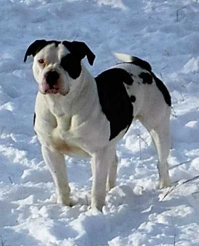 TCB/BIG SKY'S BEAR