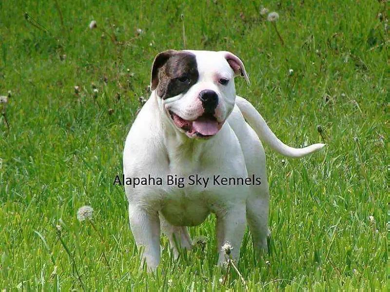 BIG SKY'S GRIZ