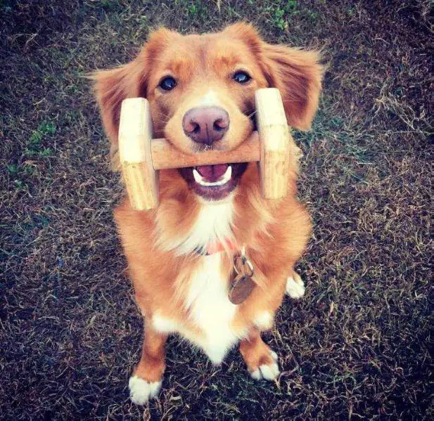 Canis Amicus Fe