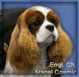 Aranel Cosmic