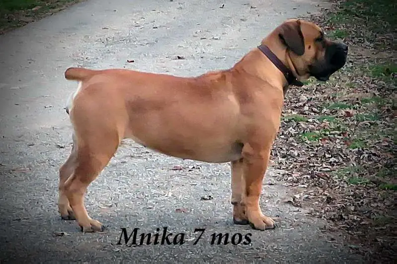 Heylen Mnika